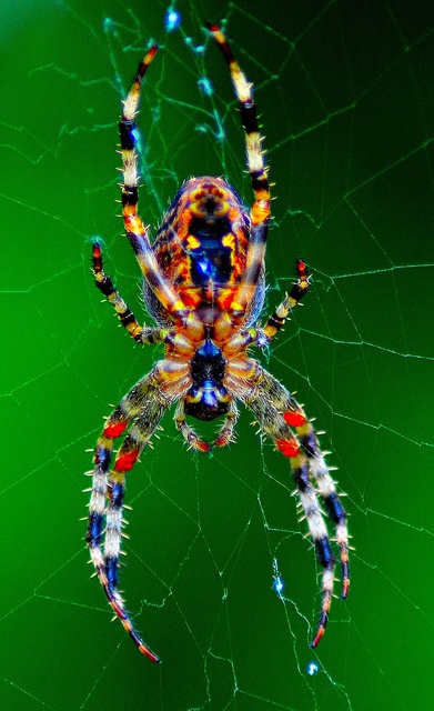 Photo:  Colourful spider